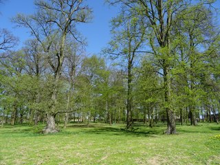 W niedzielę zajrzyjcie do Ożarowa, park dworski będzie otwarty